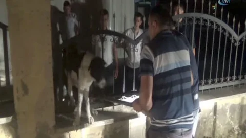Hatay'da köpek, demir korkuluklardan itfaiye ekipleri tarafından kurtarıldı