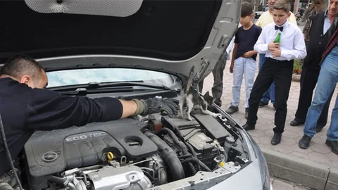 Bursa'da yavru kedi için itfaiye seferberliği