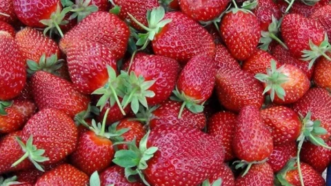 Kütahya'nın Simav ilçesinde çilek rekoltesi yüksek ama fiyatlar üreticiyi hüsrana uğrattı.