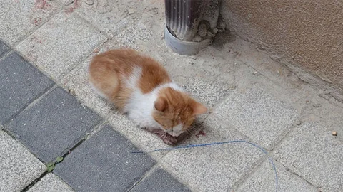 Bursa'nın İnegöl ilçesinde bir otomobilin çarptığı kediye bir vatandaş sahip çıktı.