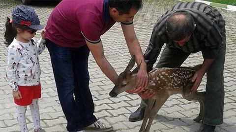 Bursa İnegöl'de 10 günlük geyik yavrusunun hayatı kurtarıldı