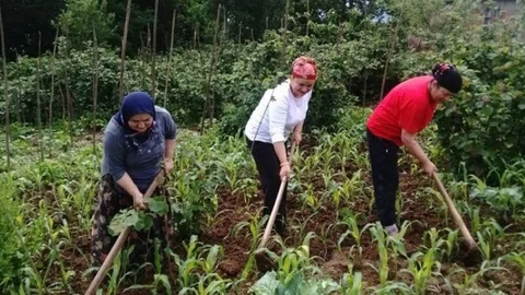 Karadeniz'de kadınlar çalışma hayatında en aktif grup