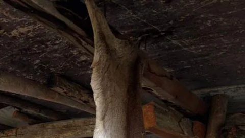 Bilecik'te karaca avlayan şahsa 4 bin 188 TL ceza verildi