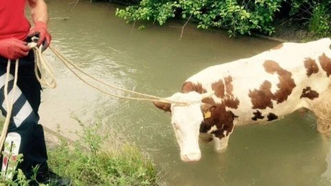 Bolu'da itfaiye ekipleri, su kanalına düşen ineği başarılı bir şekilde kurtardı.