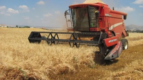Araban Ovası'nda buğday hasadı başladı