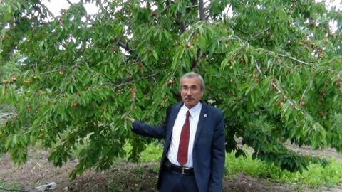 Kütahya'da kiraz hasadı yağmur nedeniyle gecikti