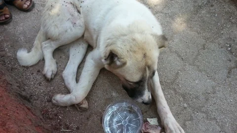 Gaziantep'te kırık ayağı olan bir köpek, veterinerlerin ilgisizliği nedeniyle hastane çalışanı tarafından tedavi edildi.