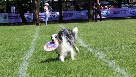 Köpeklerin frizbi yakalama becerileri sergilendi
