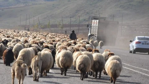 Siirt'te hayvan sürüleri yolda zor anlar yaşattı