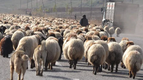 Siirt'te hayvan sürüleri yola çıkarak trafiği aksattı
