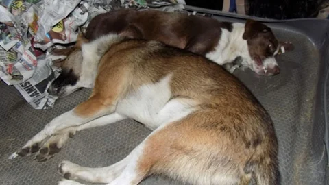 Muğla'da sokak köpekleri kimliği belirsiz kişilerce zehirlendi