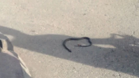 Batman'da yılan panik yarattı