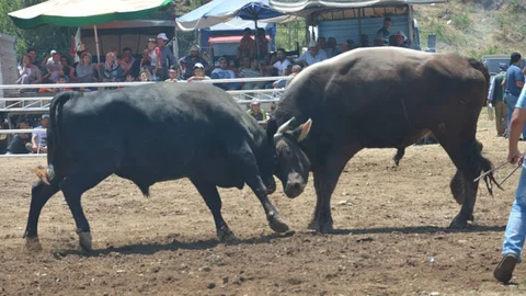 Efeler'de Boğa Güreşi Festivali
