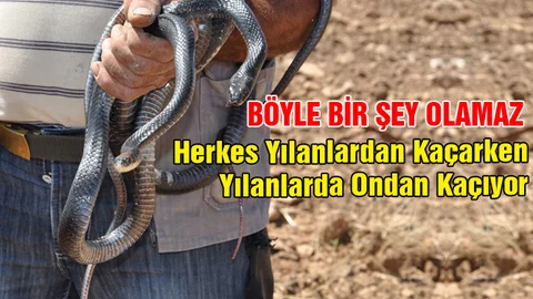 Zehirli yılanları evcilleştiren adam görenleri şaşırtıyor