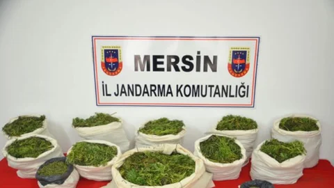 Zeytin Bahçesinde 70 Kilo Esrar Ele Geçirildi