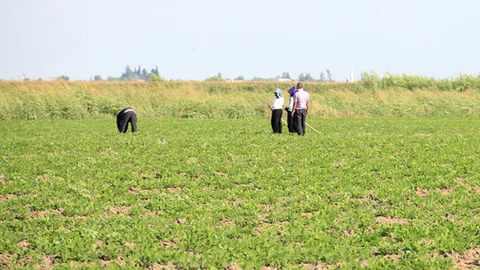 Çukurova pamuğu tahtını mısır ve ayçiçeğine bıraktı