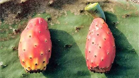 Dikenli İncir Olan 'Kaynana Dili'nin DNA'sı Çıkarıldı