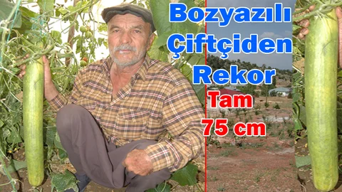 Bozyazılı Çiftçinin Ürettiği Salatalık Tam 75 Cm