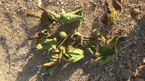 Bursa’daki yangın meyve üreticilerini vurdu, kayıp büyük yaşandı