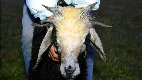 6 boynuzlu kuzu görenleri şaşırtıyor