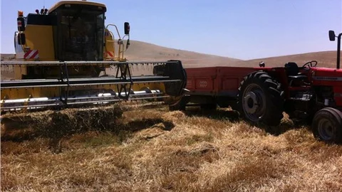 Yerköy’de aspir hasadına başlandı