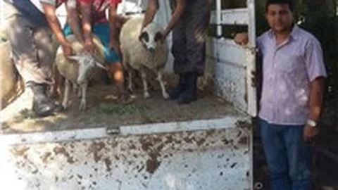 İzmir'deki koyun hırsızlığının zanlıları yakalandı