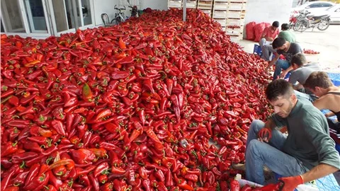 Bafra’da salçalık kırmızı biber hasadı başladı
