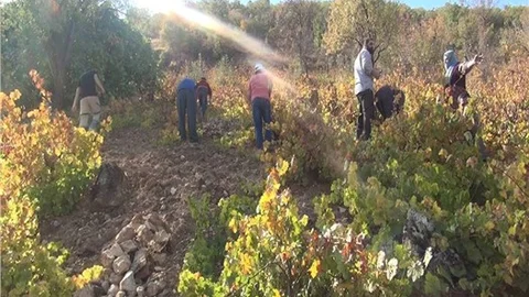 Adıyaman'da bağ bozumu başladı