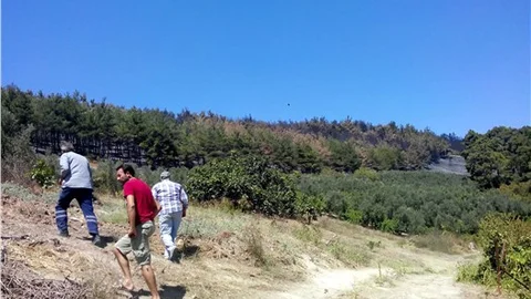 Yanan ormanlık alanda 50 bin konut yapılacak iddiası