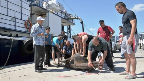 Balıkçılar kurban keserek yeni sezona 'vira bismillah' dedi
