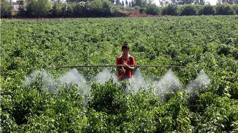 Sırt motoruyla uçağı aratmayan zira ilaçlama!