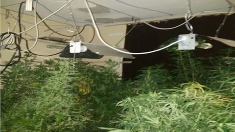 Evini seraya çevirip kenevir yetiştiren zanlı serbest bırakıldı