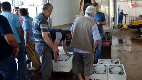 Balıkesir'de balıkçıların yüzü hamsi ile güldü