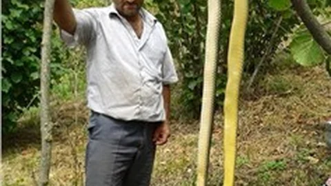 Fındık tarlasında öldürülen yılan, pitonları aratmadı.