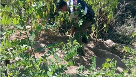 Ormanlık arazide kenevir yetiştirmişler