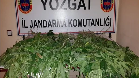 Jandarma, evin bahçesinde 292 kök kenevir bitkisi ele geçirdi