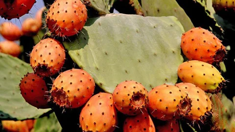 Vitamin deposu diken inciri, çok yenince bağırsağı tıkıyor