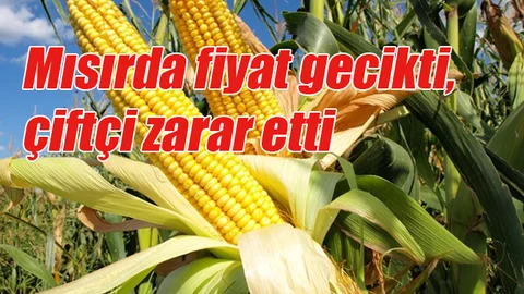 Mısırda fiyat gecikti, çiftçi zarar etti