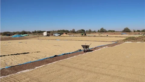 Çankırı, çeltik üretiminde 10. sırada