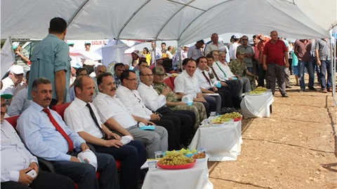Kâhta’da badem hasadı etkinliği düzenlendi