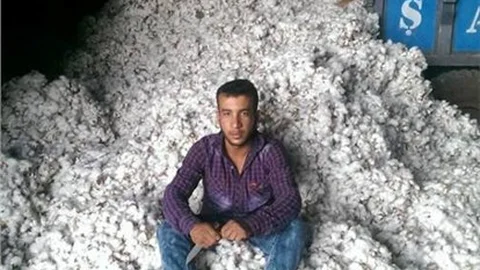 Viranşehir'de ilk pamuk hasadı yapıldı