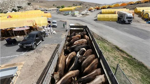 Yenimahalle’de kurbanlıklar görücüye çıktı