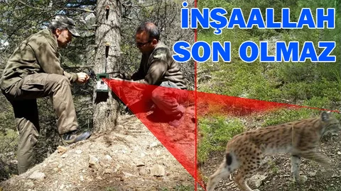 Mersin'de İlk Kez Vaşak Görüntülendi