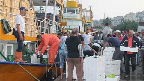 Güney Marmara'da balık bereketi