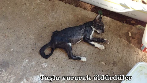 Mersin’de sokak hayvanlarına saldırılar