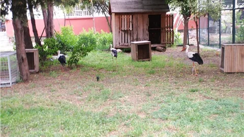 Kanadı kırılan leylek tedaviye alındı