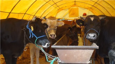 Kurbanlık hayvan satıcıları, belediyenin ilgisizliğinden şikayetçi