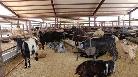 Adıyaman Belediyesi Kurban Bayramı'na hazırlanıyor