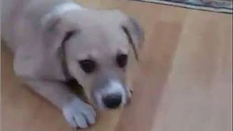 Köpeğini bulana 2 bin Euro ödül verecek