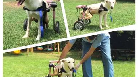 Türkiye’de sakatlanan köpeğe Amerikalı kadın sahip çıktı